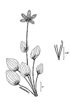 Image of fen grass of Parnassus