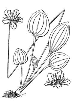 صورة Parnassia grandifolia DC.