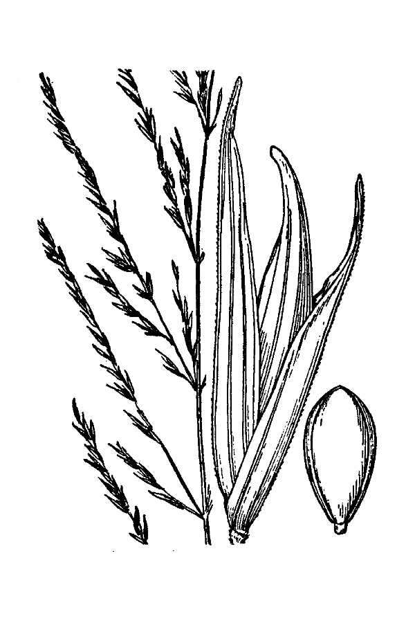 Image of Savannah-Panic Grass