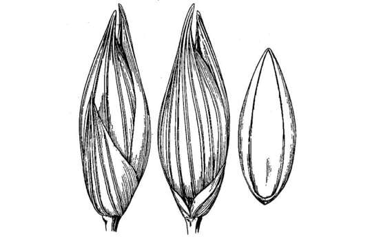 Image of Havard's panicgrass