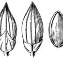 Image of Hillman's panicgrass