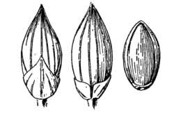 Image of Hillman's panicgrass