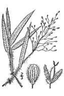 Imagem de Panicum acuminatum var. acuminatum
