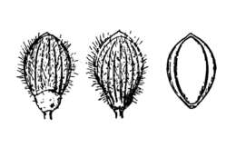 Imagem de Panicum acuminatum var. acuminatum