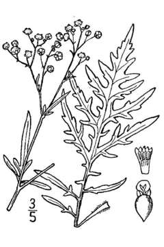 Image of Santa Maria feverfew