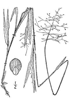 Image of western panicgrass