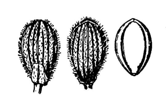 Imagem de Panicum acuminatum var. acuminatum