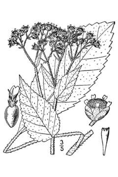 Image de Parthenium integrifolium L.