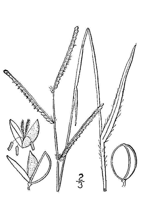 Image of field paspalum