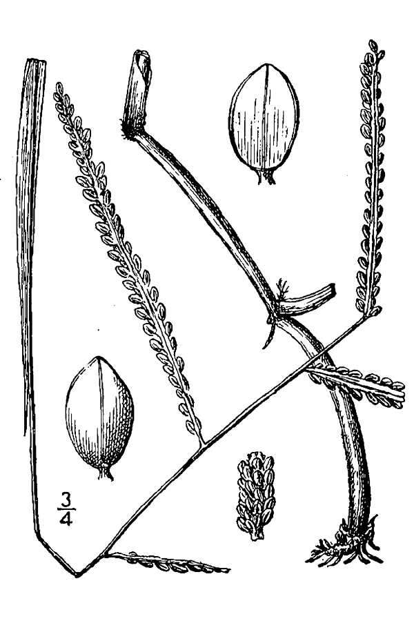 Image of Hairy-Seed Crown Grass
