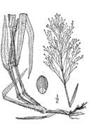 Imagem de Panicum acuminatum var. acuminatum