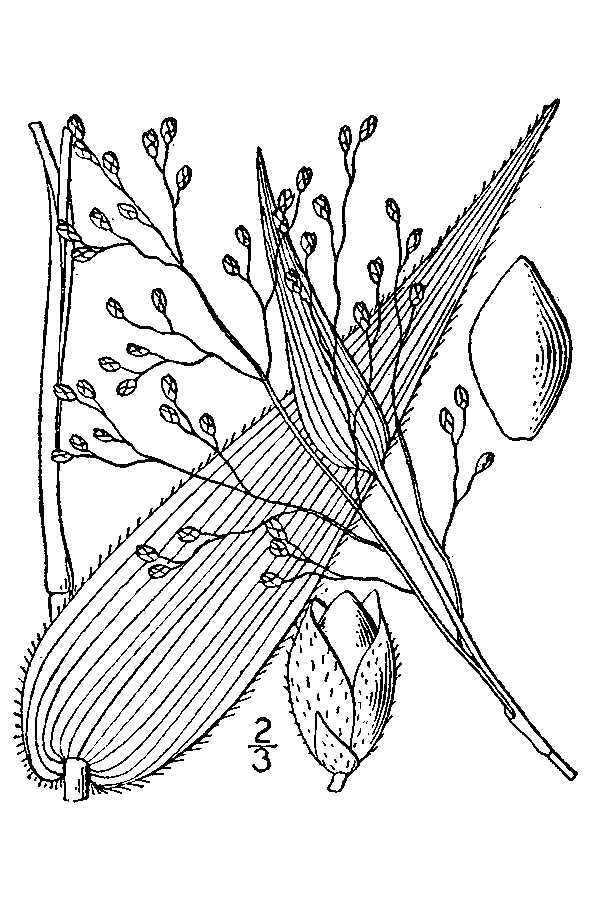 Image of Broad-Leaf Rosette Grass