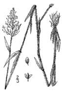 Panicum leucothrix Nash的圖片