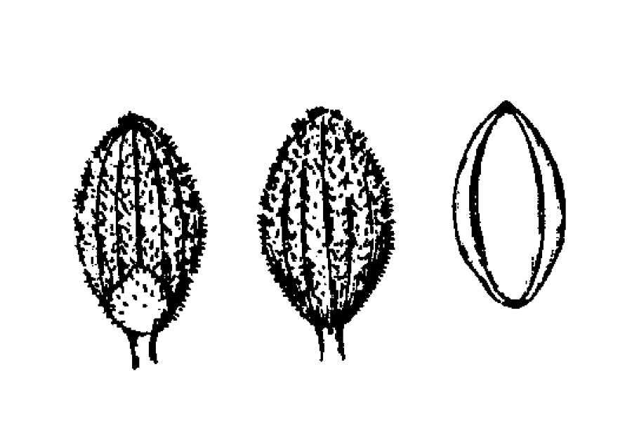 Panicum leucothrix Nash的圖片