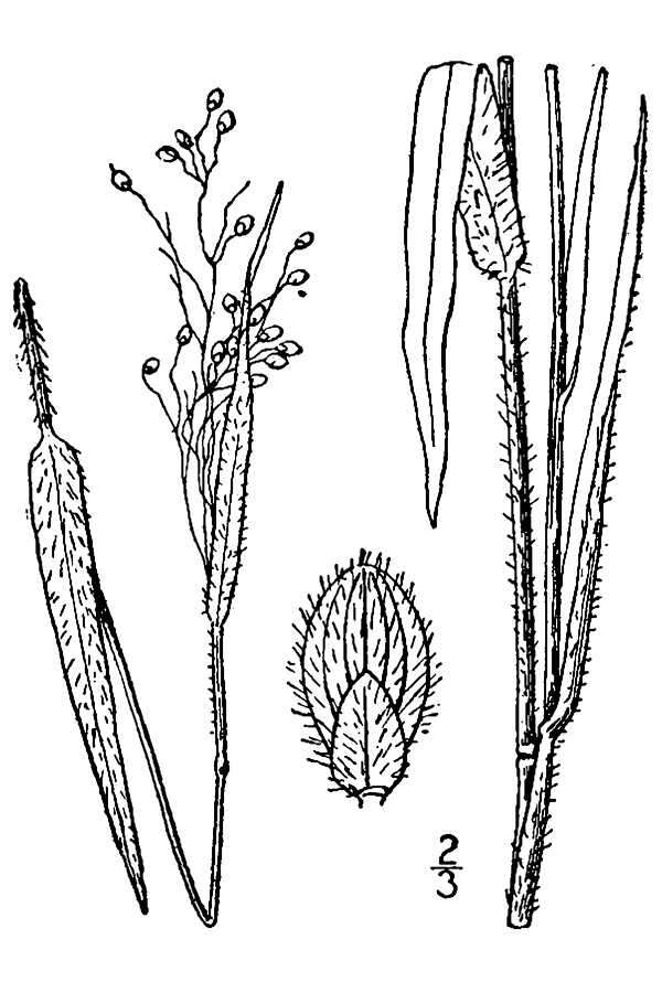 Imagem de Panicum leibergii (Vasey) Scribn.