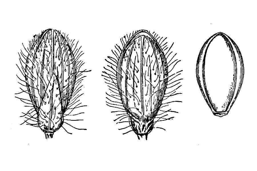 Imagem de Panicum leibergii (Vasey) Scribn.