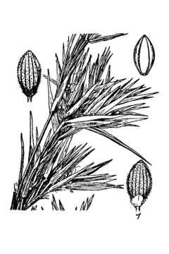 Image of Lindheimer panicgrass