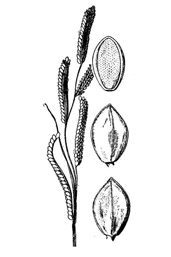 Слика од Paspalum denticulatum Trin.