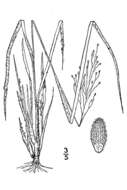 Panicum linearifolium Scribn. resmi