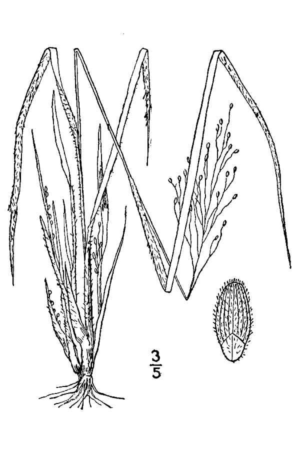 Imagem de Panicum linearifolium Scribn.