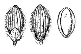 Panicum linearifolium Scribn. resmi