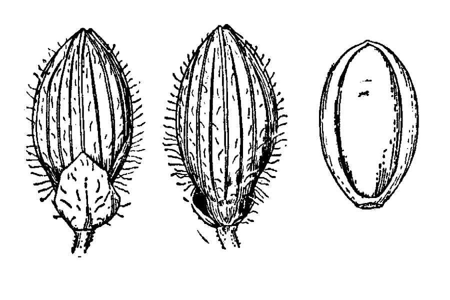 Imagem de Panicum linearifolium Scribn.