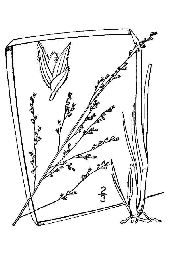 Image of redtop panicgrass