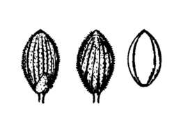 Imagem de Panicum acuminatum var. longiligulatum (Nash) Lelong