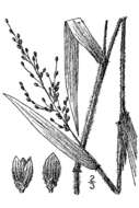 Imagem de Panicum malacophyllum Nash