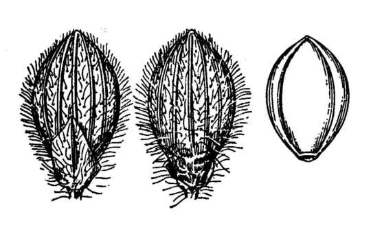 Image de Panicum malacophyllum Nash