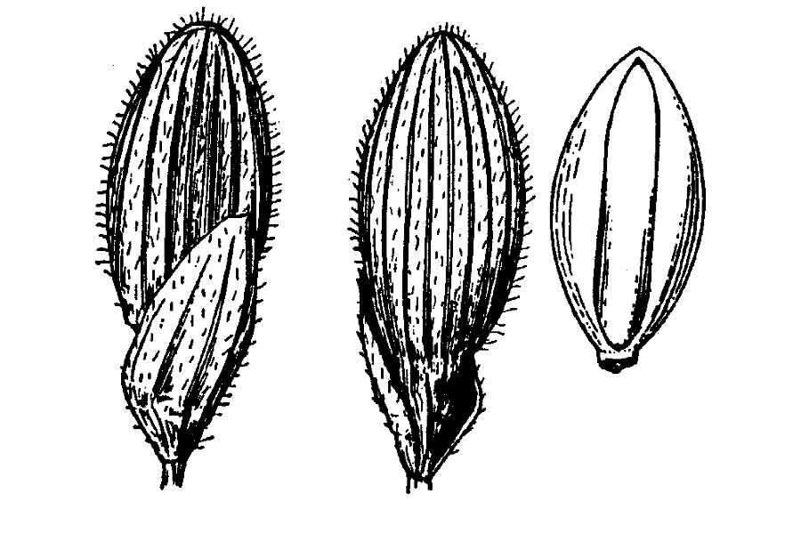 Dichanthelium ovale var. ovale resmi