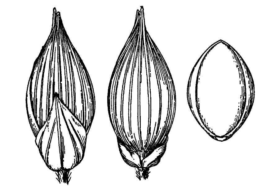 Image of broomcorn millet