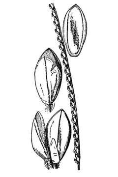 Image de Paspalum monostachyum Vasey ex Chapm.