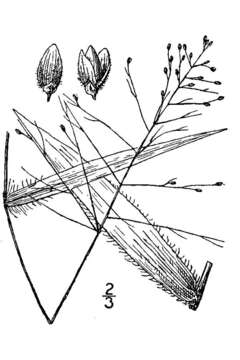 Image de Panicum commutatum Schult.