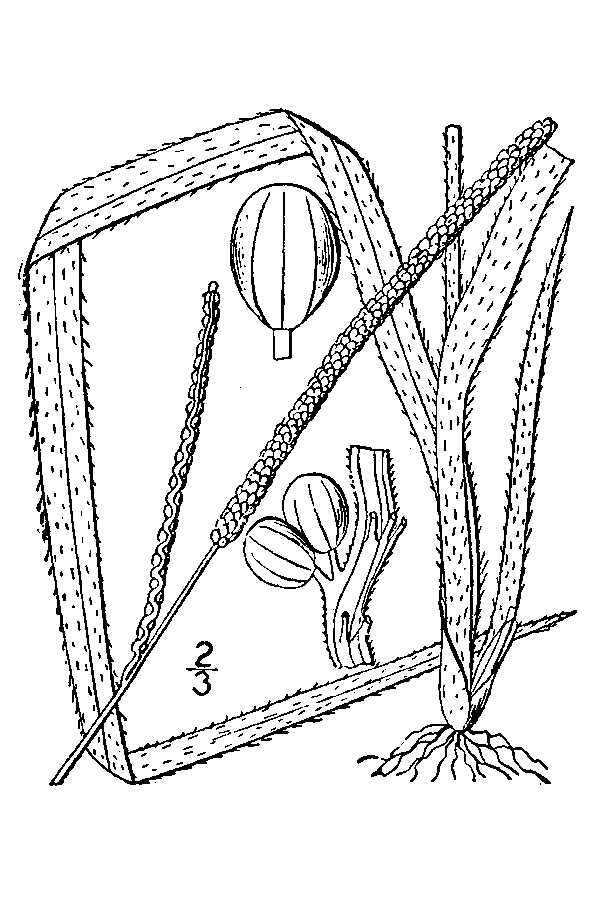 Image of thin paspalum