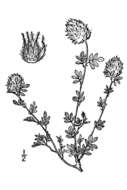 Image of dwarf prairie clover