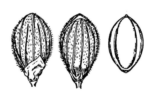 Imagem de Panicum aciculare Desv.