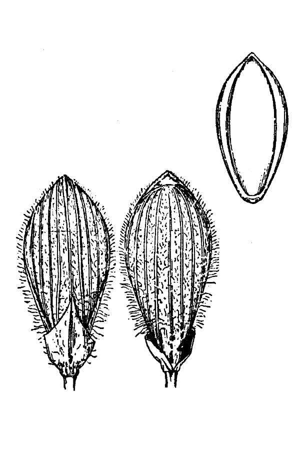 Imagem de Panicum nodatum Hitchc. & Chase