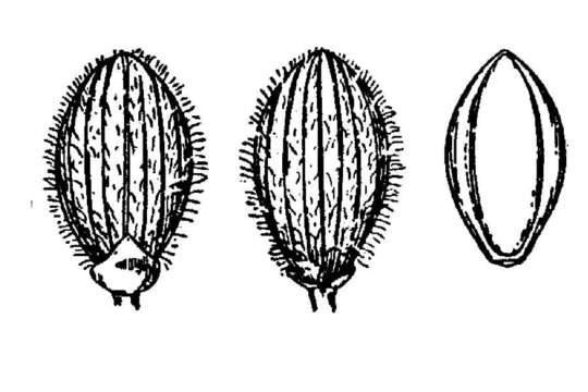 Imagem de Panicum acuminatum var. acuminatum