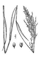 Imagem de Panicum acuminatum var. densiflorum (E. L. Rand & Redfield) Lelong