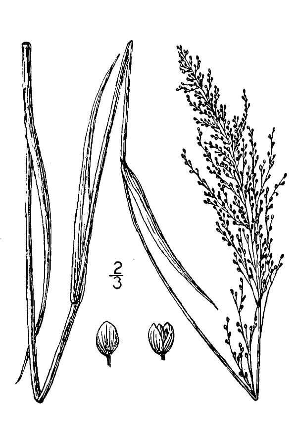 Panicum acuminatum var. densiflorum (E. L. Rand & Redfield) Lelong的圖片