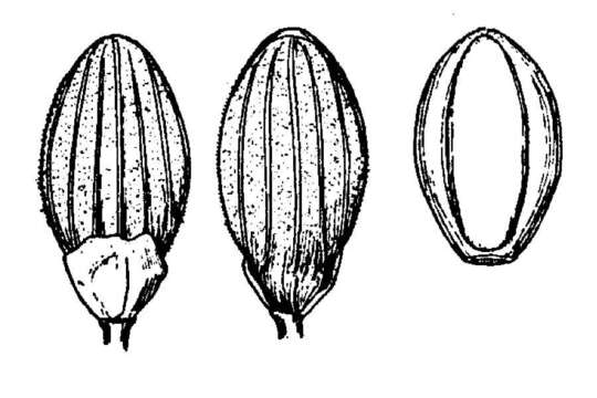 Imagem de Panicum aciculare Desv.