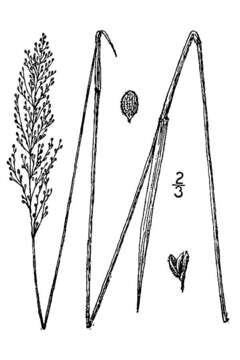 Panicum acuminatum var. densiflorum (E. L. Rand & Redfield) Lelong的圖片