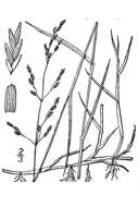 Imagem de Torreyochloa pallida var. pallida