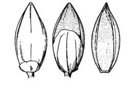 Image de Setaria geminata var. paludivaga (Hitchc. & Chase) R. D. Webster