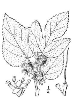 Image of paper mulberry