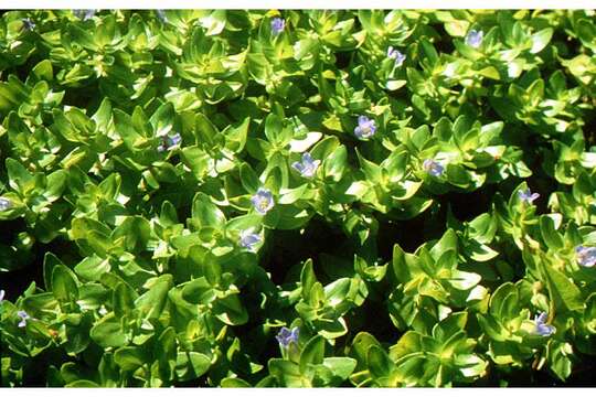 Image of blue waterhyssop