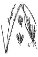 Panicum linearifolium Scribn. resmi