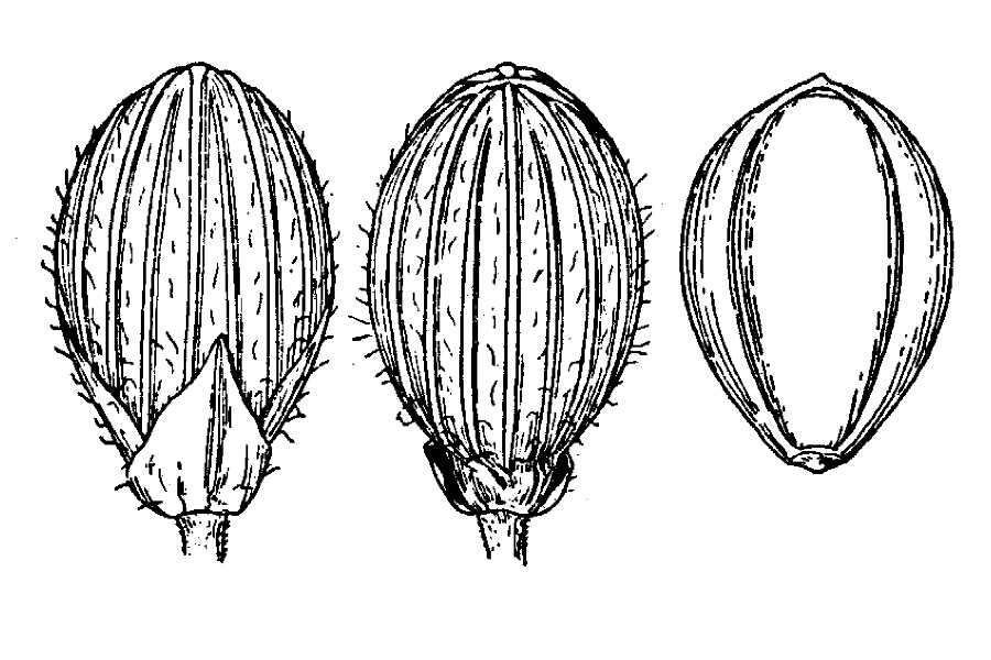 Panicum linearifolium Scribn. resmi