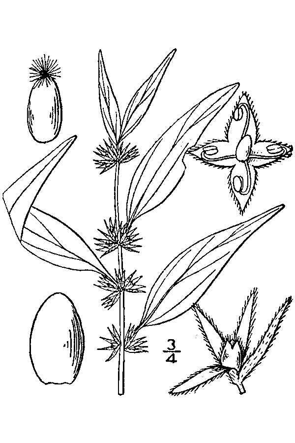 Image de Parietaria pensylvanica Muhl. ex Willd.